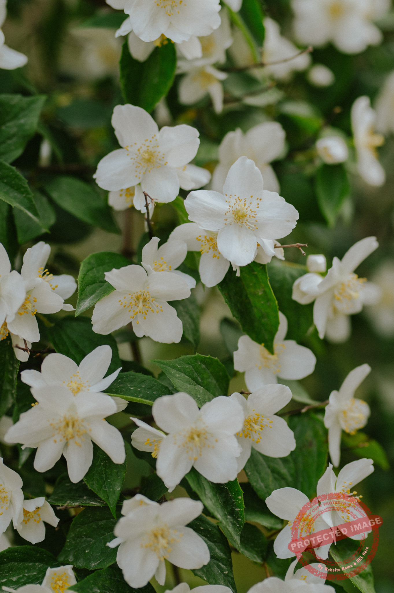Aleksandra + Michał | Sesja narzeczeńska w Warszawie