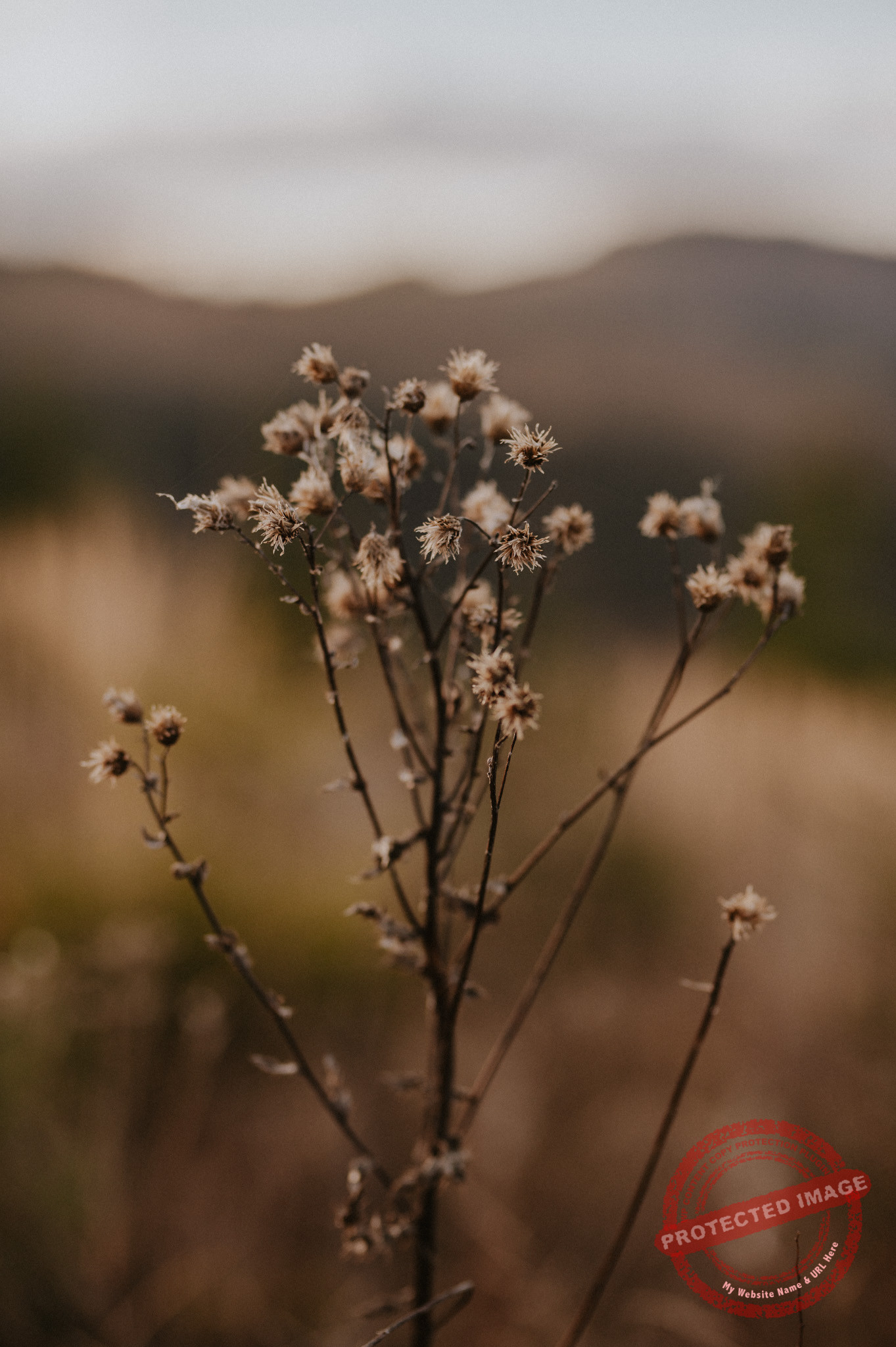 Weronika + Marcin | Sesja ślubna w Tatrach