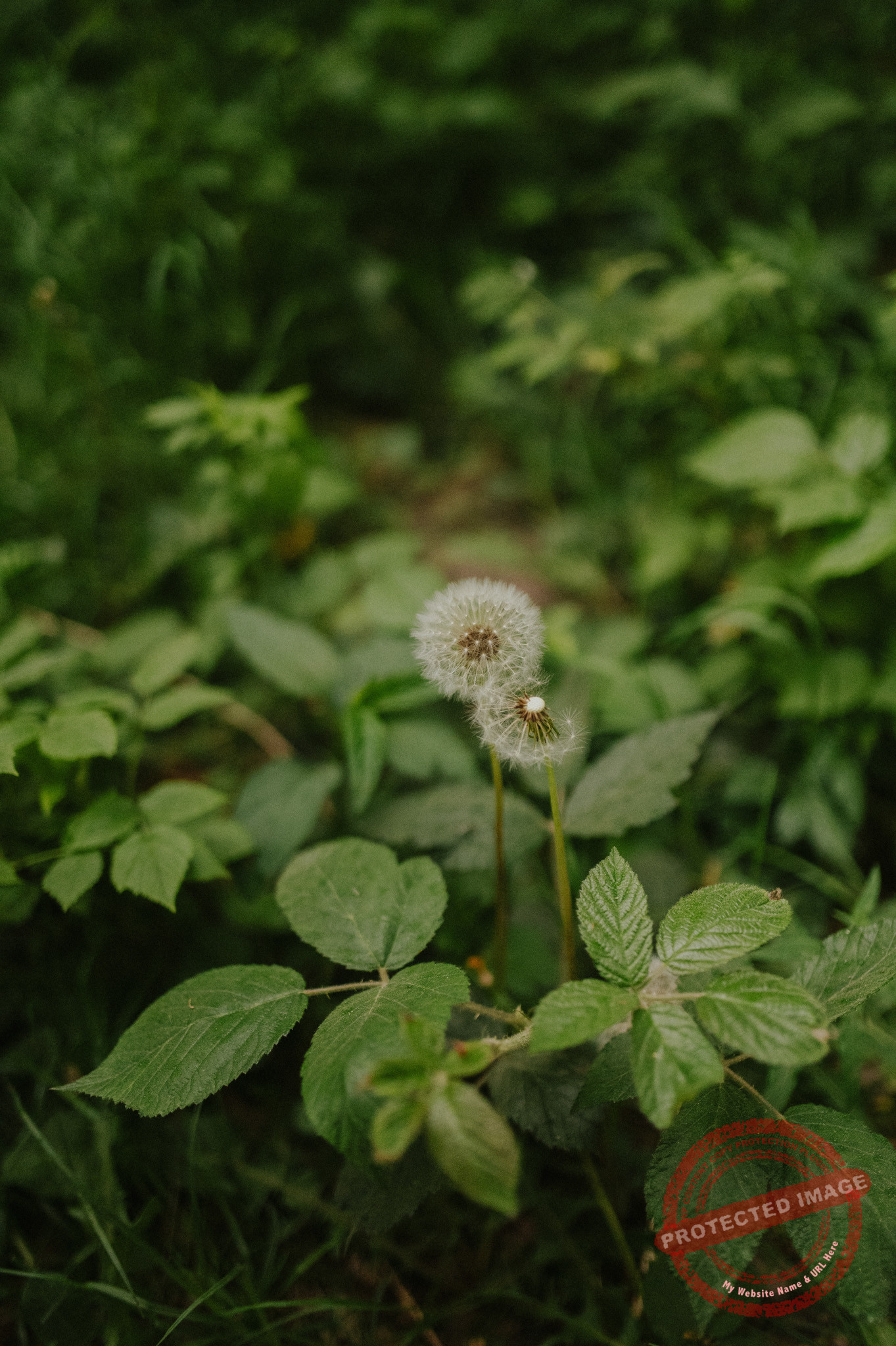 Anna + Daniel | Sesja narzeczeńska Zalew Blachownia