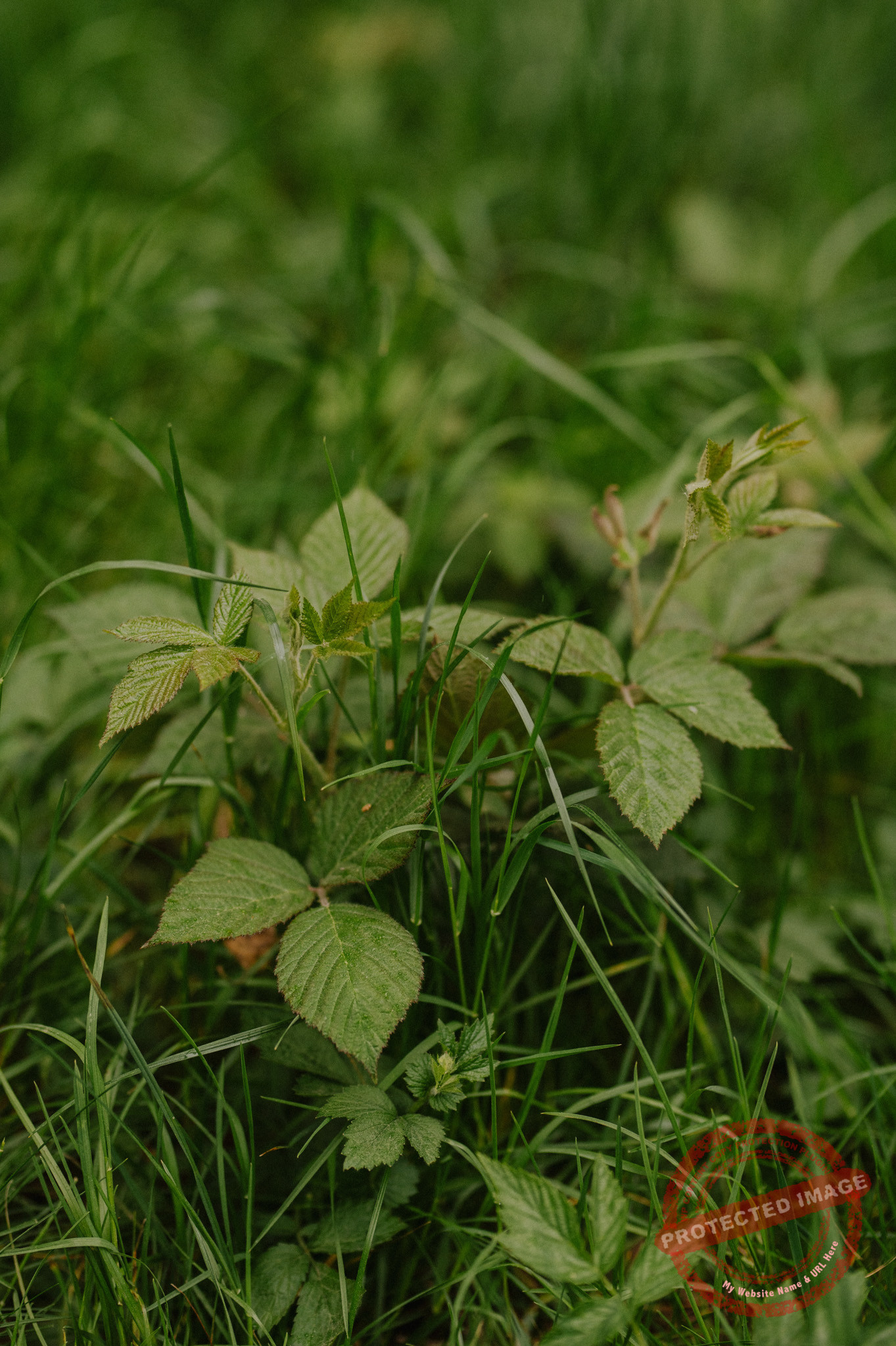 Anna + Daniel | Sesja narzeczeńska Zalew Blachownia