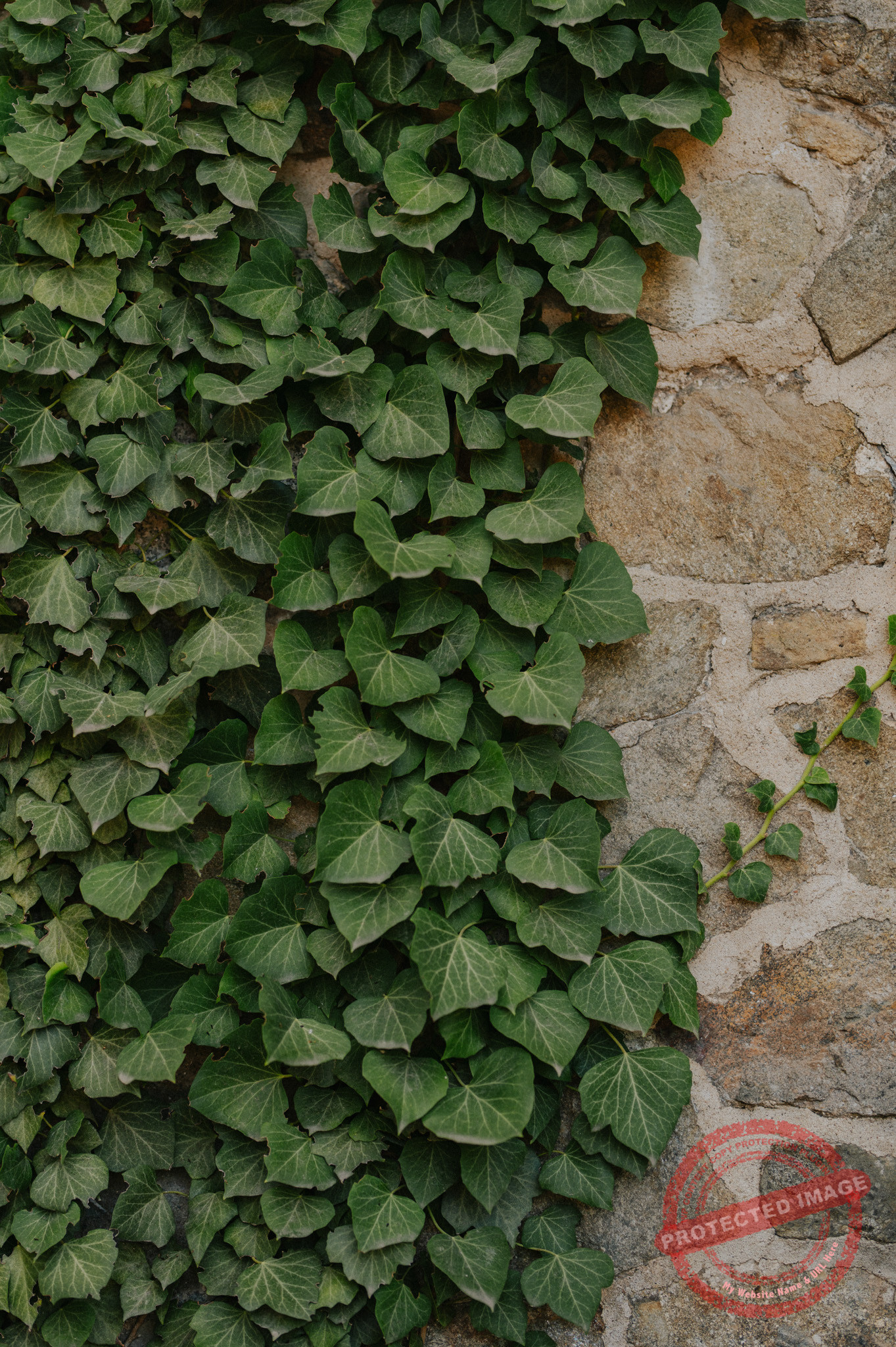 Aleksandra + Michał | Sesja ślubna Zamek Książ
