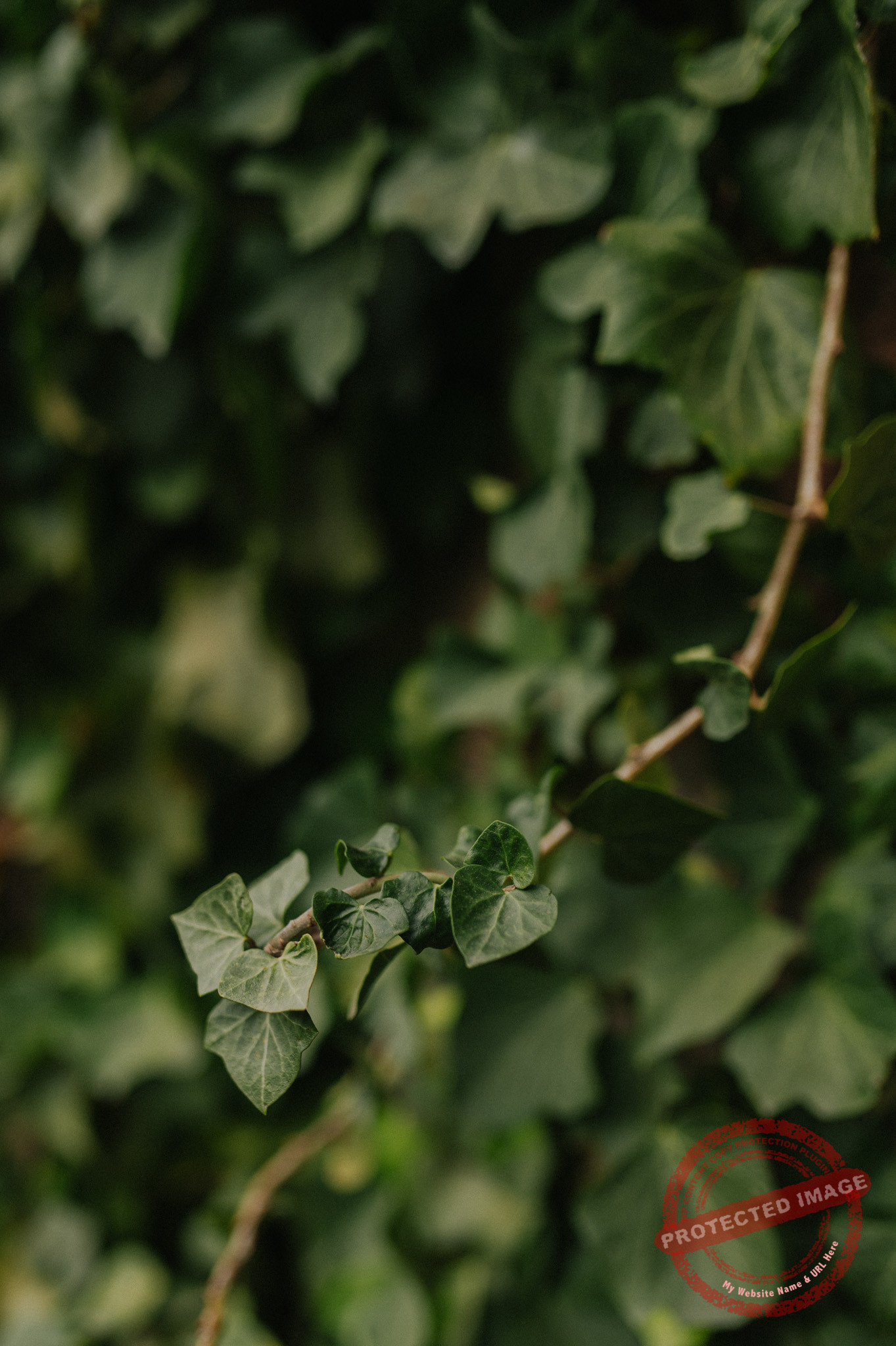 Aleksandra + Michał | Sesja ślubna Zamek Książ